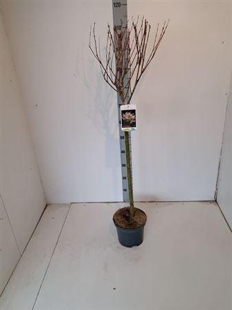 <h4>Salix In Hakuro Nish</h4>