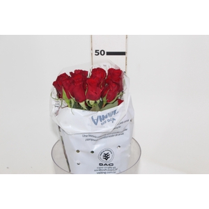 ROSA CHECKMATE 050 CM VERMELHO ESTUFA