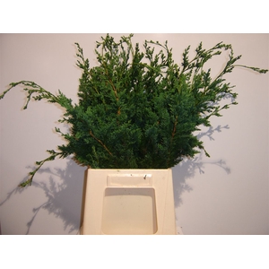 Conifeer Wissellii Stukjes Zak Van 1 Kilo