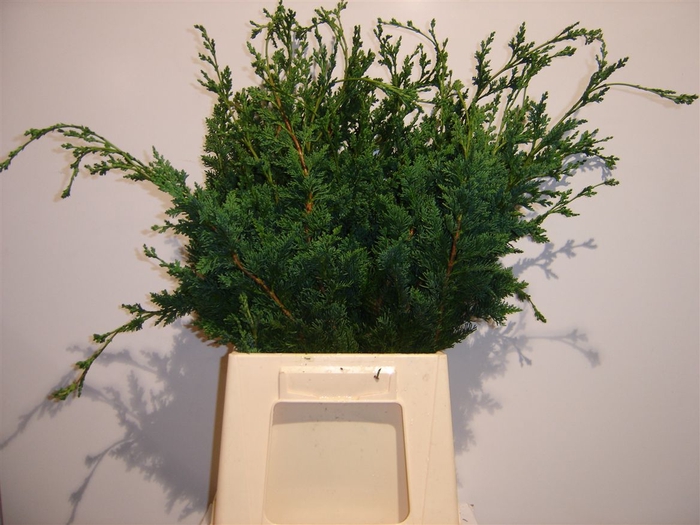 <h4>Conifeer Wissellii Stukjes Zak Van 1 Kilo</h4>