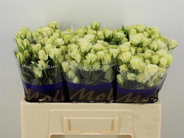 <h4>R Tr Green Glow Molo</h4>