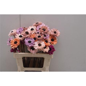 Shola Gerbera Mix
