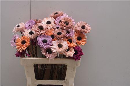 <h4>Shola Gerbera Mix</h4>