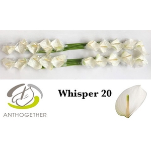 Anthurium andr. 'Whisper'