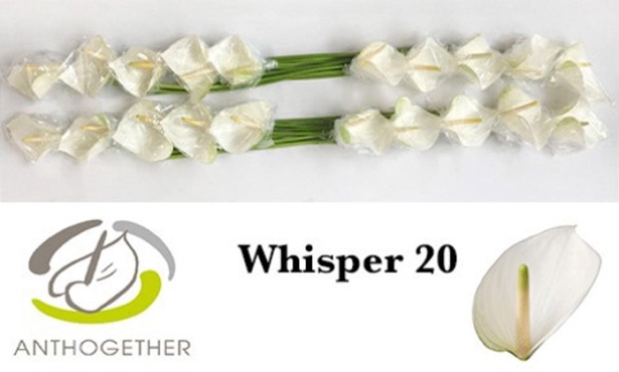 <h4>Anthurium andr. 'Whisper'</h4>