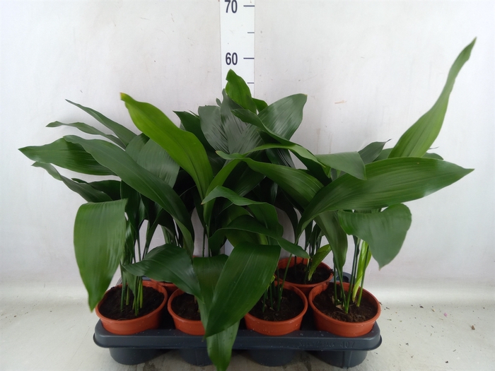 <h4>Aspidistra elat.</h4>