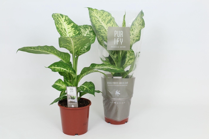 <h4>Purify Dieffenbachia Mars 17 cm</h4>