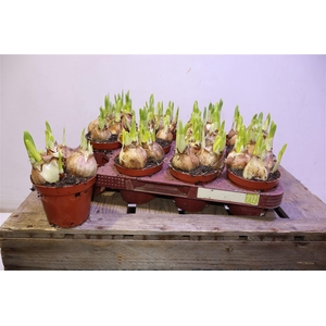 arr8 Narcis O Tete A Tete