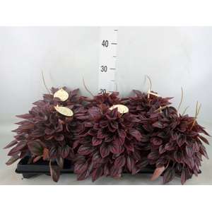 Peperomia