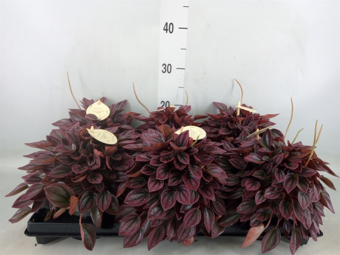<h4>Peperomia</h4>