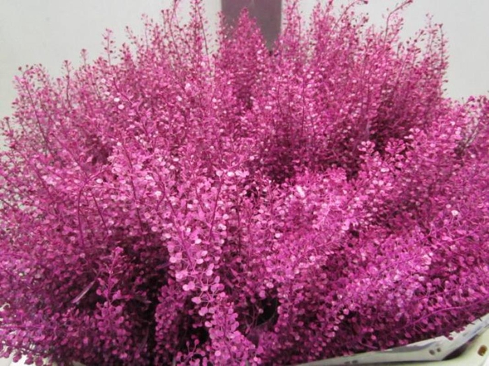 <h4>Lepidium Cerise</h4>