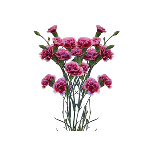 CRAVO SPRAY TANGO 070 CM