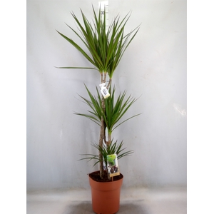 Dracaena marg.