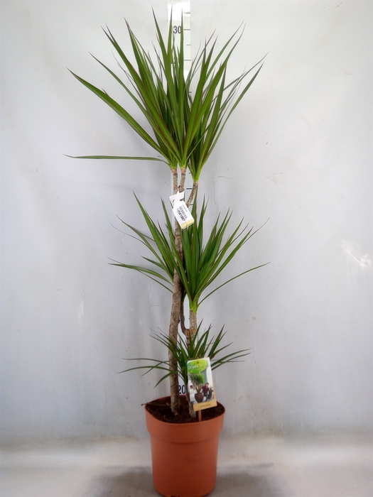 <h4>Dracaena marg.</h4>