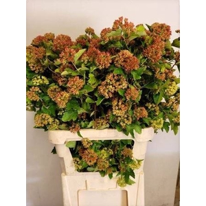 Physocarpus Op Early Bird