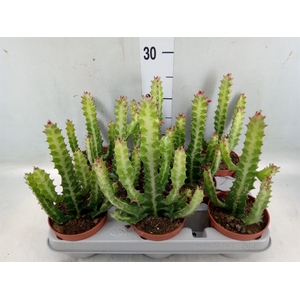 Euphorbia lactea