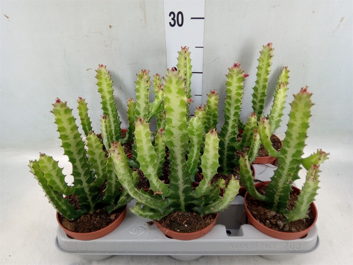 <h4>Euphorbia lactea</h4>