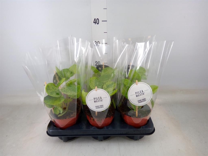 <h4>Pilea   ...</h4>