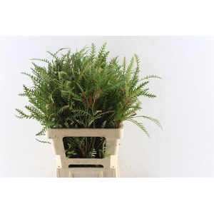 Grevilea Ivanhoe Groen