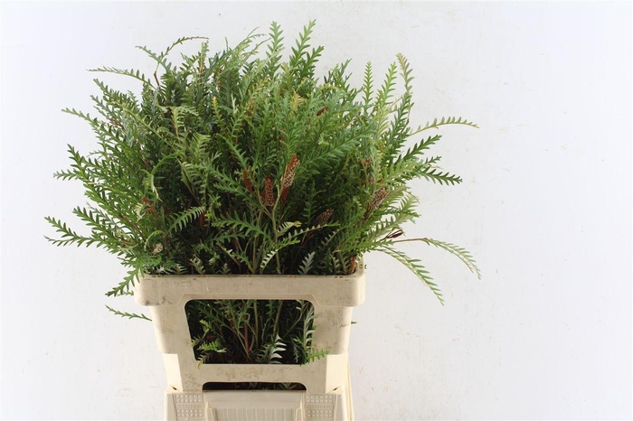 Grevilea Ivanhoe Groen