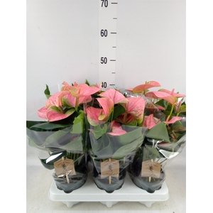 Anthurium andr. 'Sweet Dream'