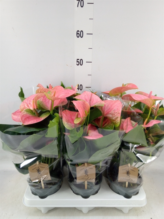 <h4>Anthurium andr. 'Sweet Dream'</h4>