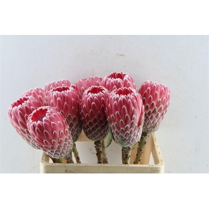Protea Empress No Leaves