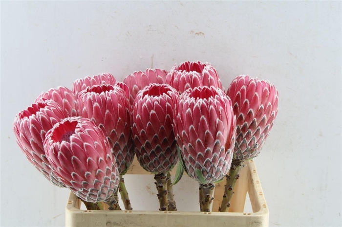 <h4>Protea Empress No Leaves</h4>