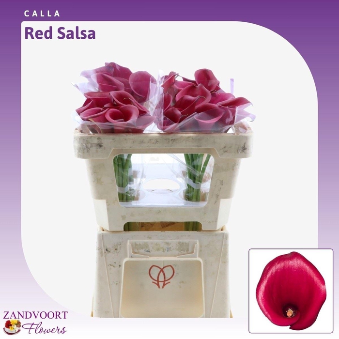 <h4>Calla Red Salsa</h4>