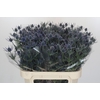 Eryngium Blue Dynamite
