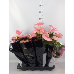 Anthurium andr. 'Colorado'