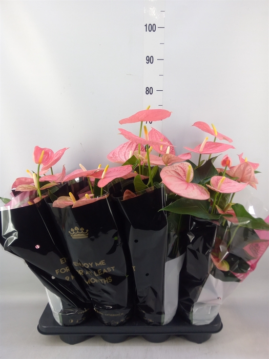 <h4>Anthurium andr. 'Colorado'</h4>