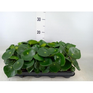 Peperomia polybotrya 'Raindrop'