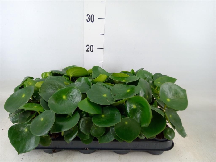 <h4>Peperomia polybotrya 'Raindrop'</h4>