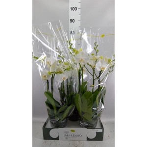 Phalaenopsis   ...white