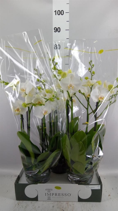 <h4>Phalaenopsis   ...white</h4>
