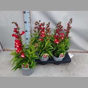 PENST TUB BELLS RED