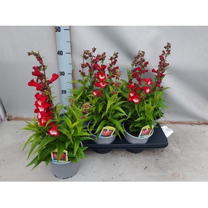 PENST TUB BELLS RED