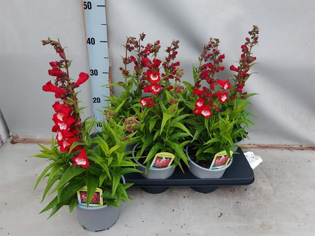 <h4>PENST TUB BELLS RED</h4>