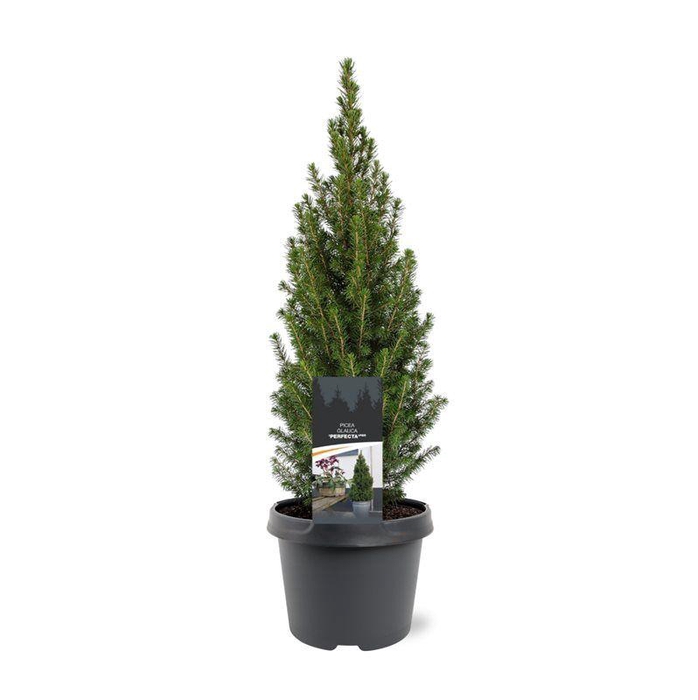 <h4>Picea glauca 'Perfecta' (pbr)</h4>