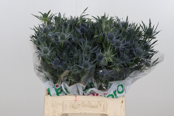 <h4>Eryng Mag Blue Lagoo</h4>