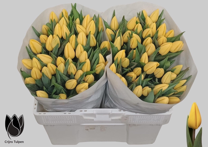 <h4>TU EN AVOCADO</h4>