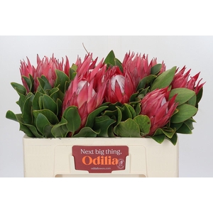 Protea Cynaroides Madiba