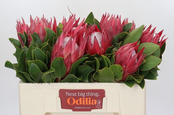 <h4>Protea Cynaroides Madiba</h4>