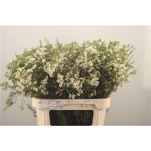 Chamelaucium Ofir White