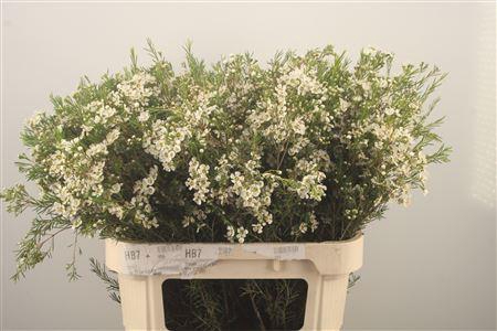 <h4>Chamelaucium Ofir White</h4>