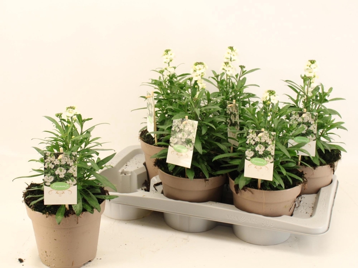 <h4>ERYS LEY WHITE</h4>