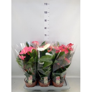 Anthurium   ...mix 4