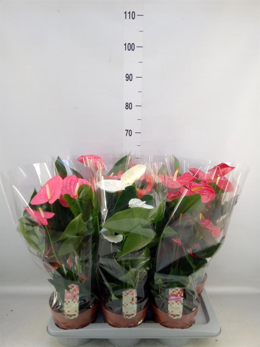<h4>Anthurium   ...mix 4</h4>