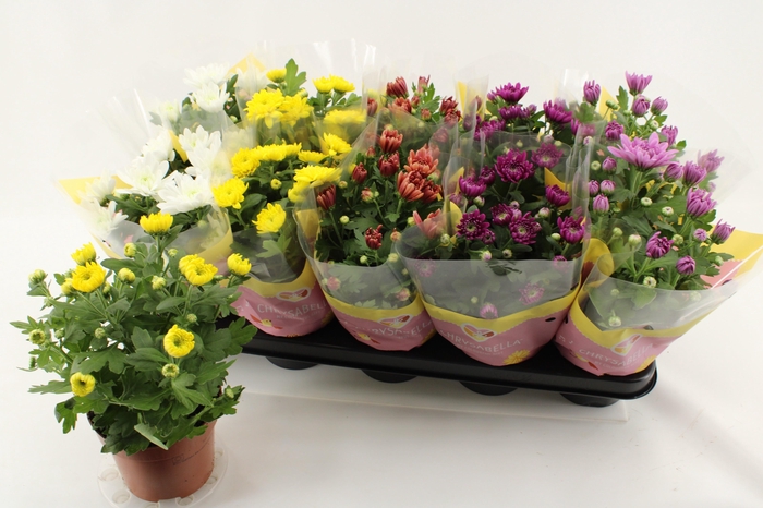 <h4>CHRYS GEVULDBL GEM</h4>